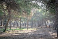 Torremolinos inicia la campaña preventiva contra la plaga de la procesionaria