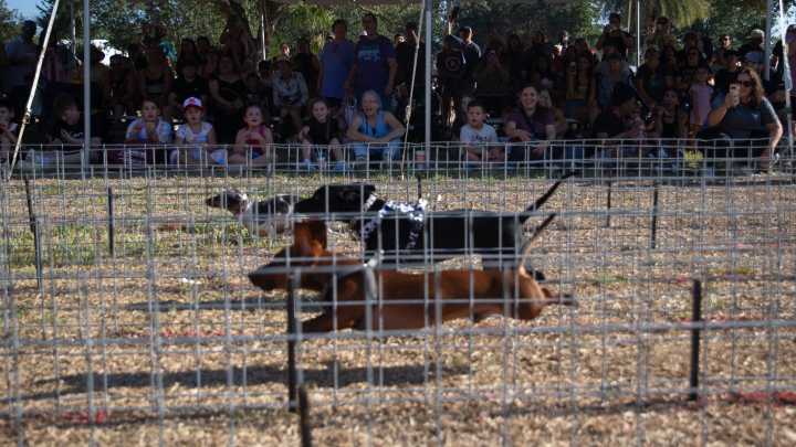 Photos: Wiener dog race at Gulf Coast Humane Society's 2025 Pawfest