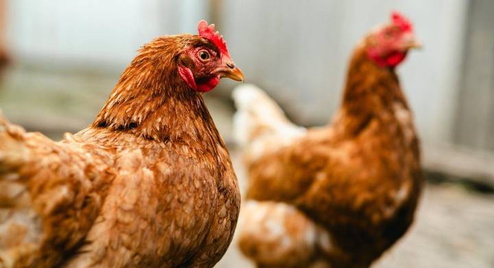 Gripe aviar vuelve a encender las alarmas en Estados Unidos en vísperas de Acción de Gracias