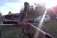 An Escaped Emu Leads Ohio Officials on Wild 45