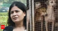 'Going to be a nightmare in country': Animal rights activist fumes over SC directive to remove stray dogs from all institutions