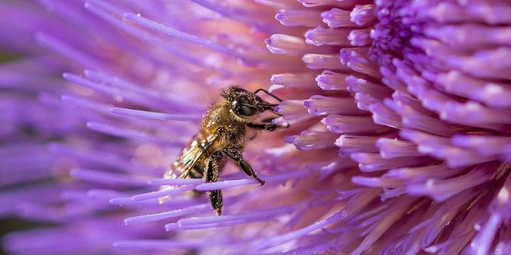 Una innovación argentina ayuda a proteger a las abejas de un virus letal