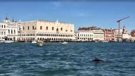 Un delfín salvaje sorprende al nadar en los canales de Venecia