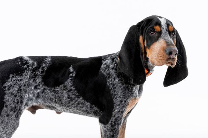 Tennessee announces retirement of Smokey XI, search for successor