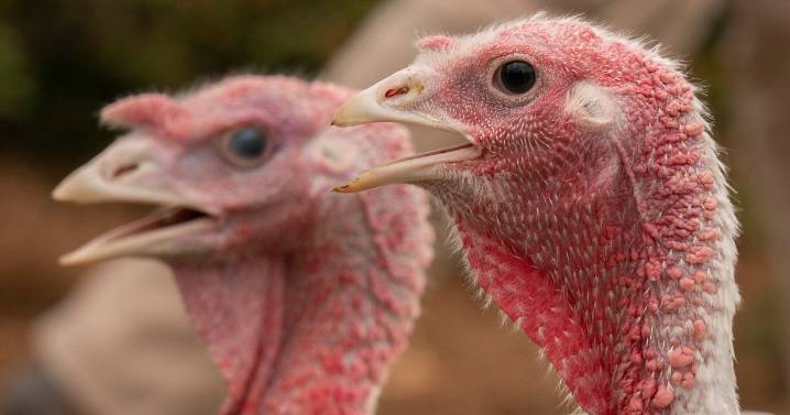 Name that turkey: Ivey opens poll for Thanksgiving turkey pardoning