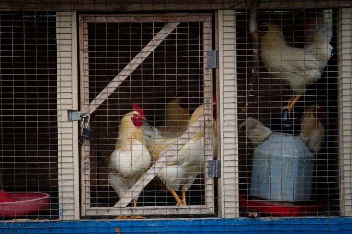 Will Bailey: The Big Island's Battle For The Birds