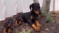 Florida Couple's Heartwarming Adoption Of Doberman Puppy Turns Their Dog Into A Total Softie