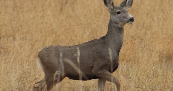 MDF Secures Access to ND Muley Herd
