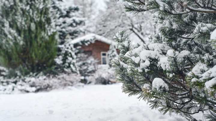 If You Live In These States It's Time To Prep Your Garden For The First Snow
