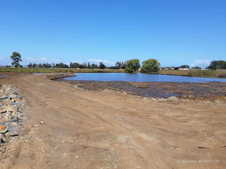 Tras paralización de proyecto habitacional en Coronel: empresa descarta presencia de humedal en loteo