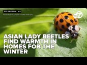 Asian lady beetles find warmth in homes for the winter; what you need to know