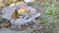 Abandoned Puppy Found In Texas Ditch Gets A Second Chance At Life