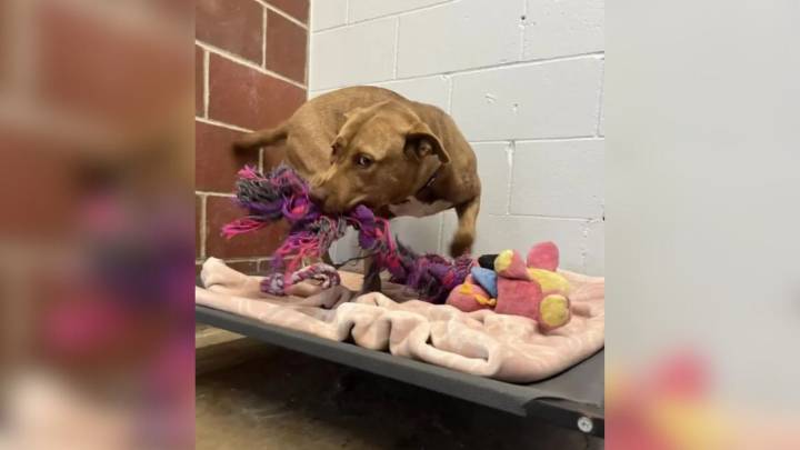 Pup Left Alone At Illinois Adoption Event Starts Playing With Imaginary Friends