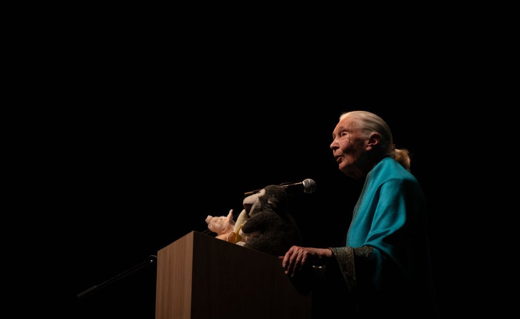 Jane Goodall’s Memory Lives On