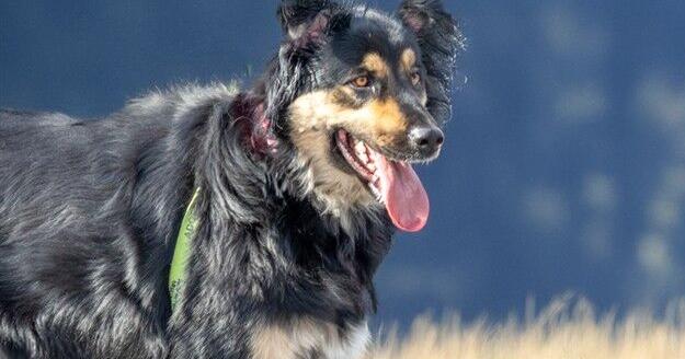 Meet our pets of the week: A shorthaired cat, an shepherd mix and a horse