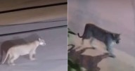Video: Un puma sorprendió a los vecinos de Valeria del Mar