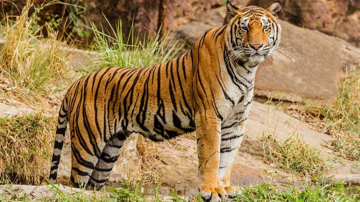 Return Of The Tiger: Big Cat Makes Gujarat Homecoming After 30 Years Of Extinction