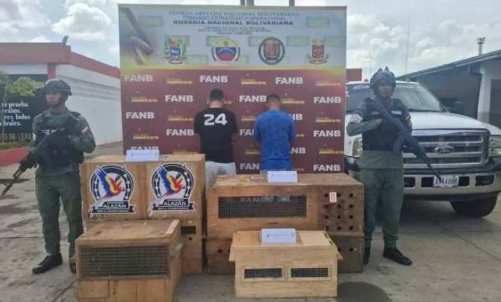 Detienen a dos traficantes de fauna silvestre en Ciudad Bolívar