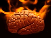 Científicos descubren hormona intestinal que le indica al cerebro quemar grasa