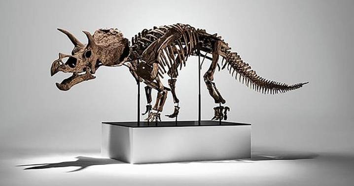 Subastan esqueleto de tricerátops por 5.3 millones de dólares en Nueva York