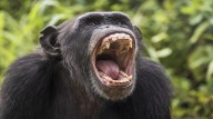 La guerra silenciosa de los chimpancés: el conflicto qu...