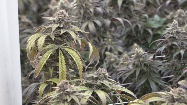 Federal hemp ban leaves Tennessee businesses and people who use hemp in uncertain future