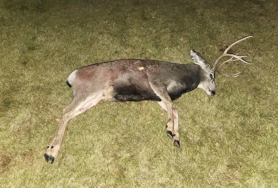 FWP seeks information on poached animals