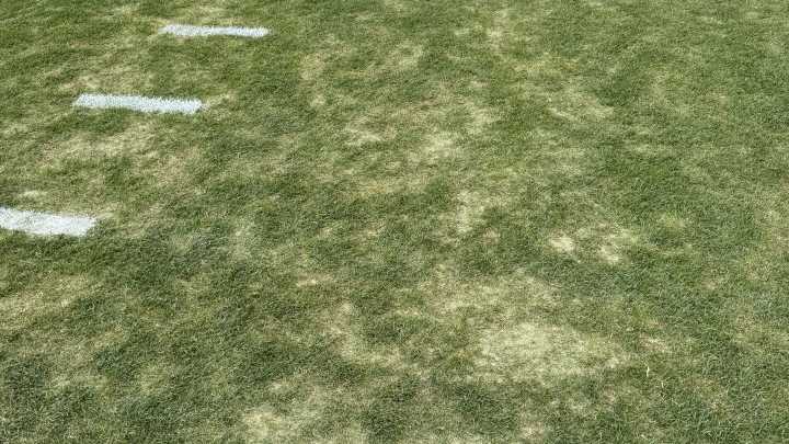 Acrisure Stadium grass concerns linger, ahead of Colts