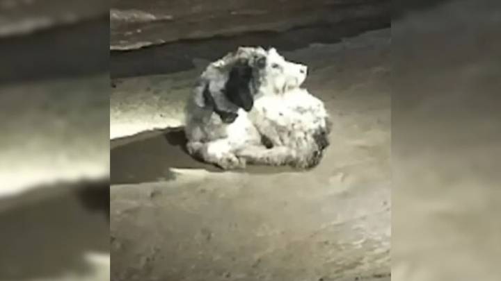 Missouri Pup Vanishes For Weeks And Is Found In The Most Unlikely Place