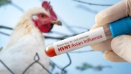 First-Ever Human Case Of H5N5 Bird Flu Detected In Washington, Doctors Race To Decode The Mysterious Strain