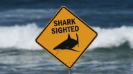Shark attack in Australia leaves woman dead, man critically injured
