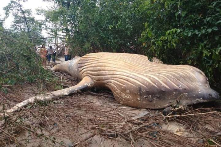 Una ballena aparece en medio de la selva amazónica sin rastros de traslado
