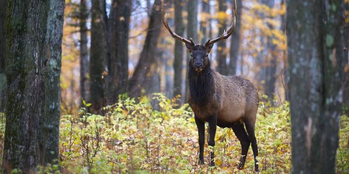 Elk hunting proposals would expand harvest time