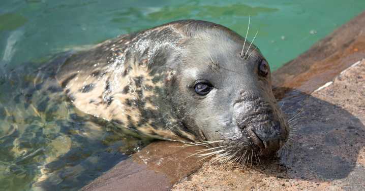 Oldest gray seal cared by humans dies at 51