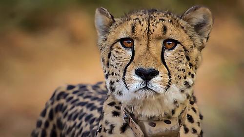 Historic moment at Kuno National Park: India’s first home-bred cheetah Mukhi becomes a mother