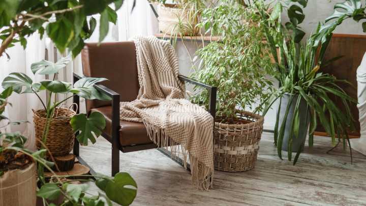 The Fragrant Plant That Thrives Indoors During Winter
