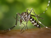 Dengue death toll rises to 364 in Bangladesh after eight new fatalities