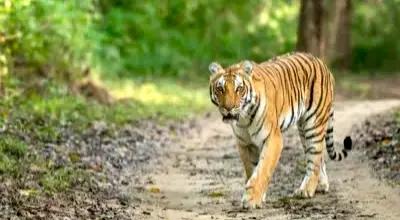 SC Frames Guidelines To Boost Conservation Efforts In Country’s Oldest Tiger Reserve