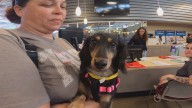 Dozens camp overnight at Jacksonville ACPS for a shot at a free dachshund adoption
