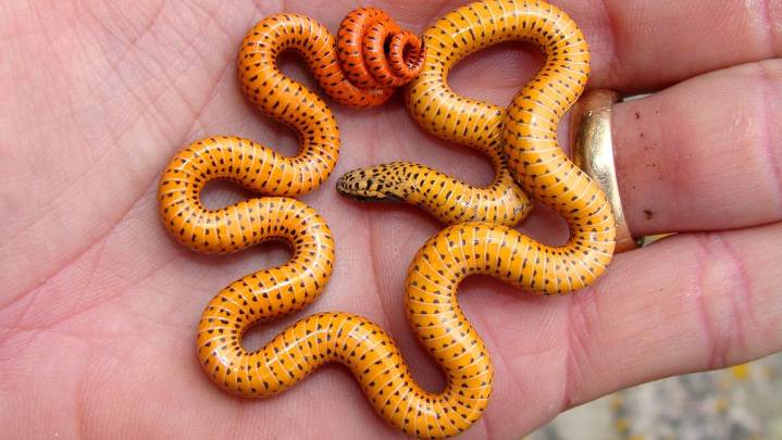 10 Cutest Snake Species That Have Us Squeeing