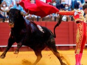 Qué significa soñar con los toros, según la psicología