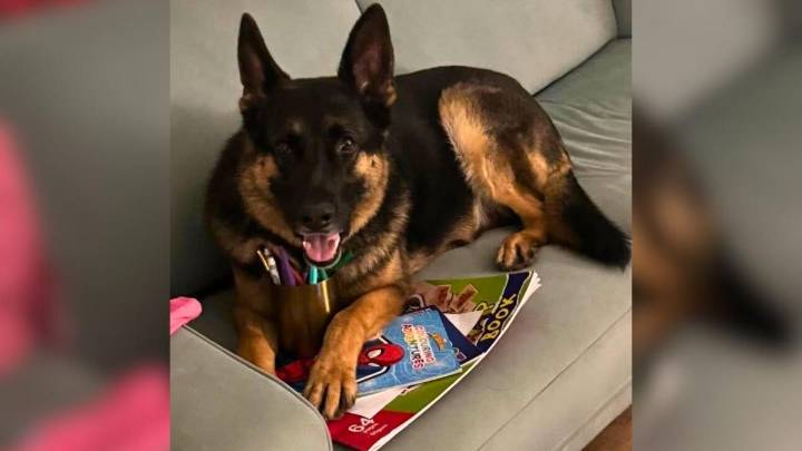 ‘Beyond devastated’ Brisbane family learn missing German shepherd Arnie found dead in back of stolen car