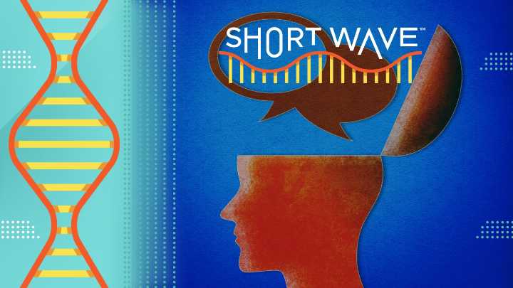 Not everyone has an inner monologue. What do scientists say about it? : Short Wave : NPR