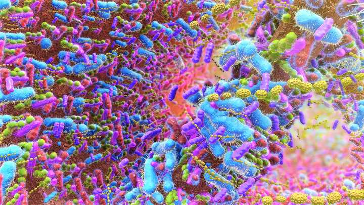 Your Gut's Methane-Making Microbes Could Secretly Turn Fiber Into Extra Calories