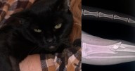 Los Osos resident speaks out after cat was shot and injured