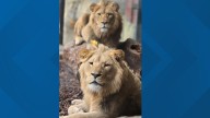 We're not lying, a pair of lions are heading to Riverbanks Zoo