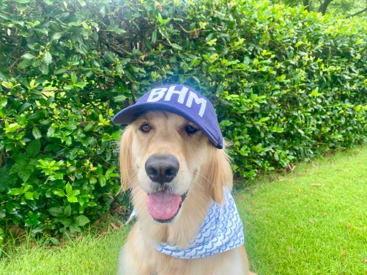 Birmingham’s most popular dog + cat names in 2025