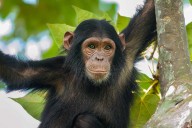 Chimpanzee Forces Indianapolis Zoo Into Lockdown After Escaping from Her Enclosure