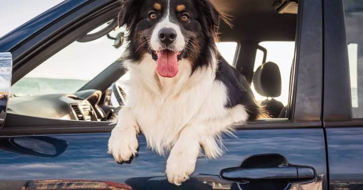 Battersea's £5000 warning to dog owners about driving with pets in the car