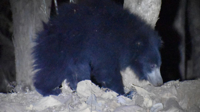 Kothagiri tea estate shock: 60-year-old woman mauled by bear, forest dept steps in